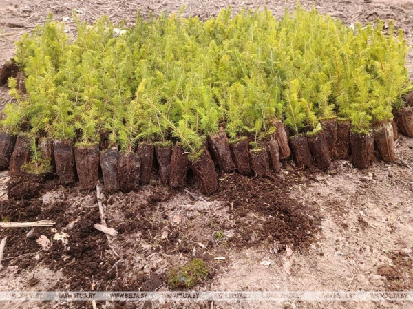 Помочь елкам и соснам повзрослеть: как в Витебском лесхозе заботятся о хвойных "воспитанниках"