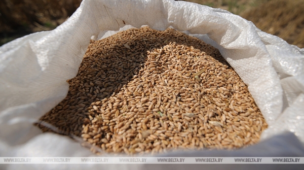Элитхозы Витебской области подготовили к реализации 2,6 тыс. тонн элитных семян яровых зерновых
