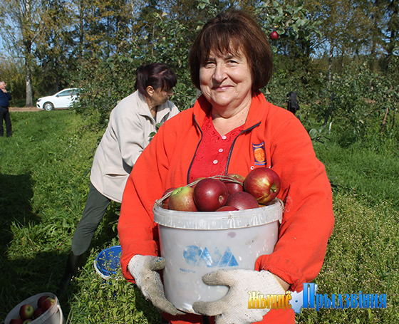 На снимке: на сборе яблок — витебчанка Татьяна Кособуцкая.