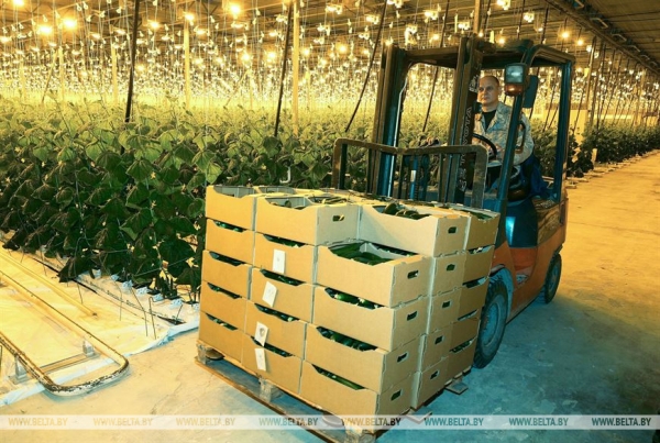 ФОТОФАКТ: Сбор огурцов нового урожая идет в Витебском районе
