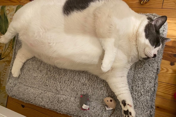 Один из самых толстых котов в мире начал худеть вместе с хозяйкой