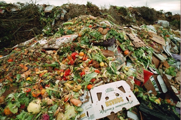 Во всем мире все больше продуктов питания превращаются в отходы. Цифры вас удивят