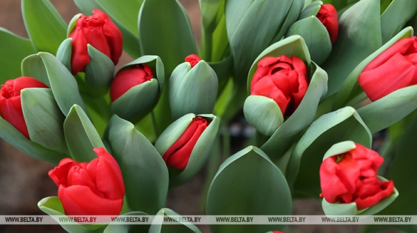 "Онлайн-магазины" по продаже цветов обманули более 20 жителей Витебской области
