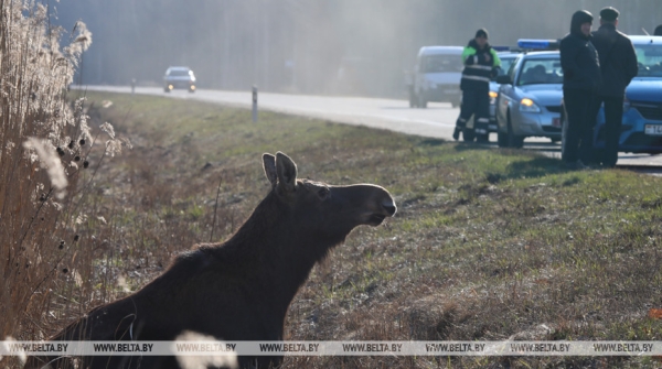 С начала года в Витебской области произошло более 250 аварий с участием диких животных