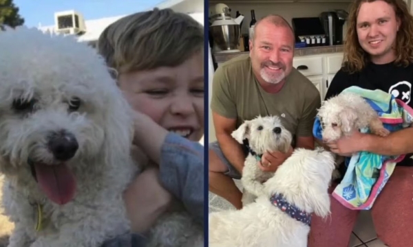 Пропавшая собака воссоединилась с семьей спустя 12 лет. Как нашли пса?