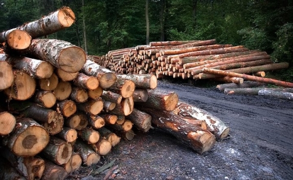 Правительство установило таксовую стоимость на древесину на корню в 2024 году