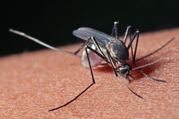 Почему кусаются комары и что их привлекает в людях?