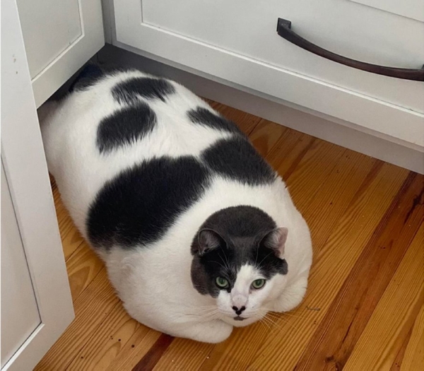 Один из самых толстых котов в мире начал худеть вместе с хозяйкой